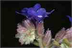Knoppar i inrullad blomställning (strävhåriga), blommor trattlika med rak kronpip. 